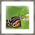 Longwing Butterfly Framed Print