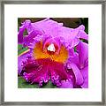 Longwood Gardens - Orchid 2 Framed Print