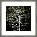 Longwood Gardens - Winter Tree Framed Print