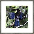 Look At My Wings Framed Print