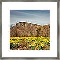 Looking At Shortoff Mountain Through The Daffodils Framed Print