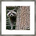 Looking For Food Framed Print