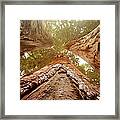 Looking Up Amongst Three Giant Sequoia Framed Print