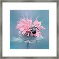 Lost In Pink Framed Print