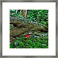 Lost In The Woods Framed Print