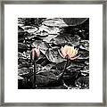 Lotus 4 Framed Print