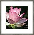 Lotus And A Bee Framed Print