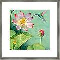 Lotus And Hummingbird Framed Print