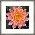 Lotus Bloom Framed Print