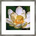 Lotus Blossom # 1 Framed Print