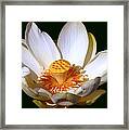 Lotus Blossom #2 Framed Print