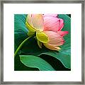 Lotus Blossom And Leaves Framed Print