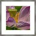 Lotus Blossom Closeup Framed Print