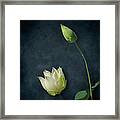 Lotus Bud And Bloom Framed Print