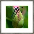 Lotus Bud And Slatey Skimmer Dragonfly Dl006 Framed Print