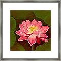 Lotus Flower Framed Print