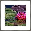 Lotus Flower Framed Print