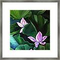Lotus Flowers Framed Print