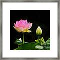 Lotus Full Lotus Bright Framed Print