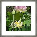 Lotus in Bloom Framed Print