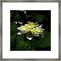 Lotus In Sunlight Framed Print