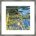 Lotus-lily Pond 2 Framed Print