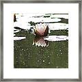 Lotus Love Framed Print