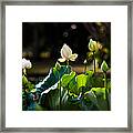 Lotuses In The Evening Light Framed Print