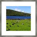 Lough Bofin Sheep Framed Print