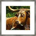 Lounging Longhorn Framed Print