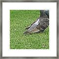 Love Birds - Lean On Me Framed Print