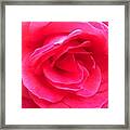 Love In Full Bloom - Anniversary Rose Framed Print