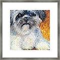 Love My Lhasa Framed Print