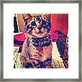 Love This Little Guy! #scout Framed Print