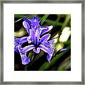 Lovely Iris Framed Print