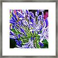 Lovely Lavender Framed Print