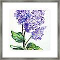 Lovely Lilacs Framed Print