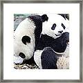 Lovely Pandas Framed Print