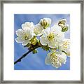 Lovely White Apple Blossoms On Branch Framed Print