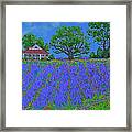 Low Country Lavender Framed Print