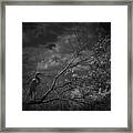 Loxahatchee Heron At Sunset Framed Print