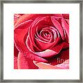 Luminous Pink Rose 4 Framed Print