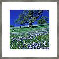 Lupine And The Leaning Tree Framed Print