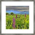 Lupine Breeze Framed Print