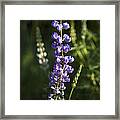 Lupine Echoes Framed Print