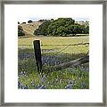 Lupines And Oaks Framed Print