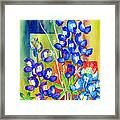 Lupinus Texensis Framed Print
