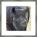 Lurching Rhino Framed Print