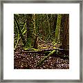 Lush Green Forest Framed Print