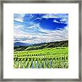 Lush Green Rice Field Framed Print